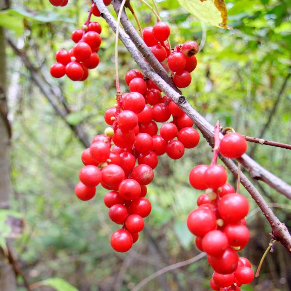 SCHISANDRA CHINENSISE